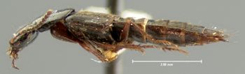Media type: image;   Entomology 33377 Aspect: habitus lateral view